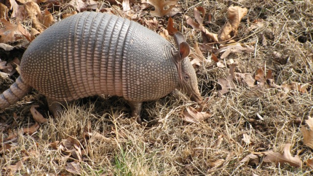 Armadillo